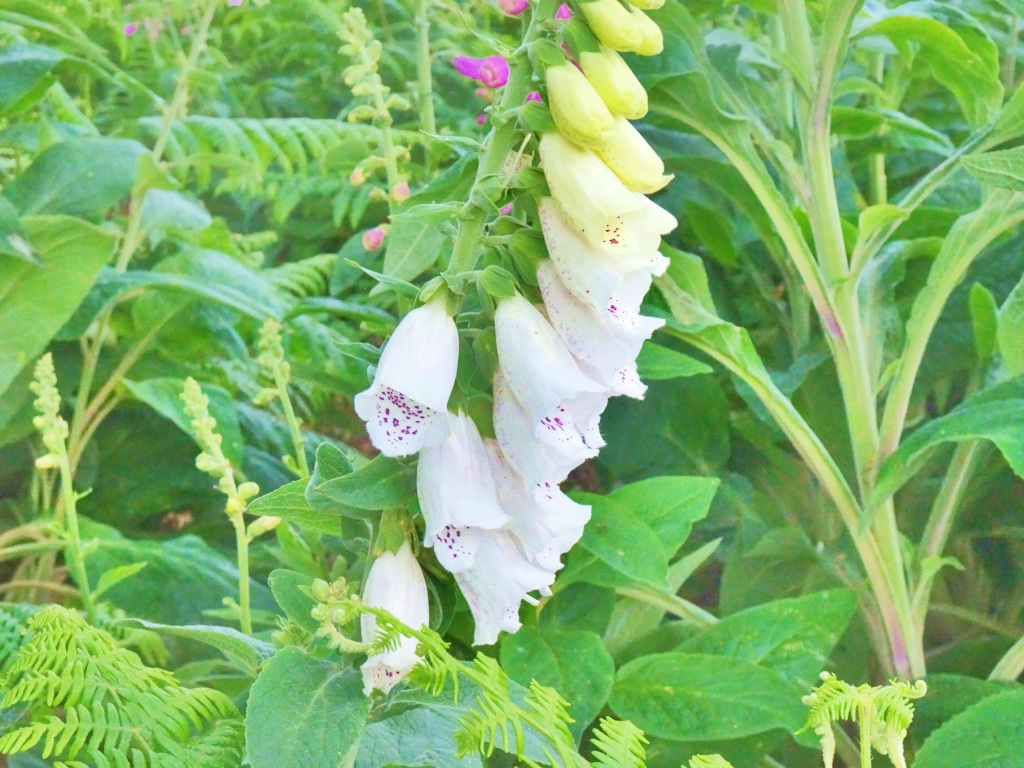 DSC08348c.JPG